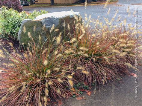 Pennisetum Alopecuroides Burgundy Bunny