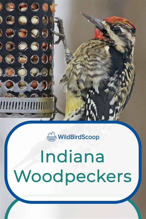 7 Most Stunning Woodpeckers In Indiana To Look For Wild Bird Scoop