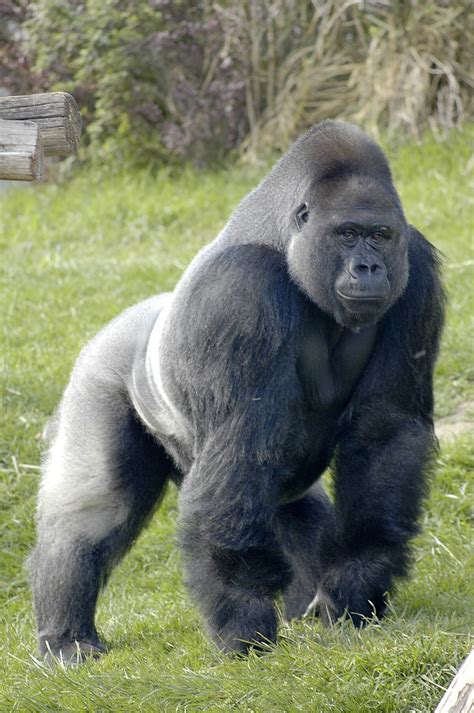 Prehistoric Giant Gorilla