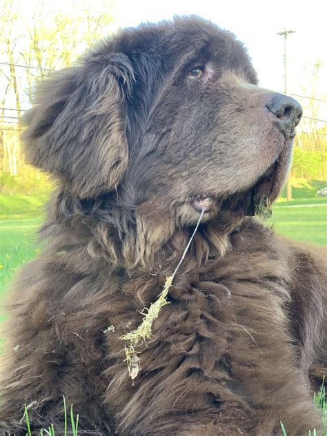 Do Newfoundland Dogs Drool My Brown Newfies