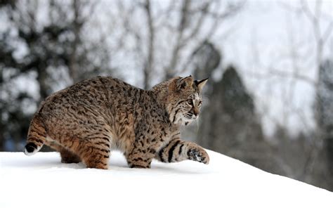Wallpaper Forest Snow Winter Wildlife Whiskers Lynx Wild Cat