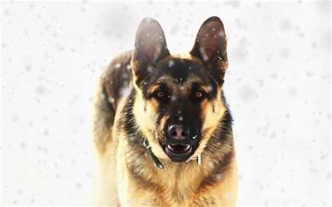 German Shepherd Dog Art Winter Snow Pets Dogs Hd Wallpaper Peakpx