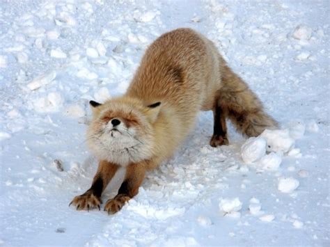 16 Super Cute Animals Who Are Enjoying The Snow More Than You Metro News
