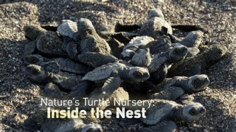 bbc nature s turtle nursery secrets from the nest 2018 learning for life