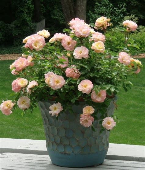 Guide To Growing Roses In Pots In 2020 Drift Roses Container Roses