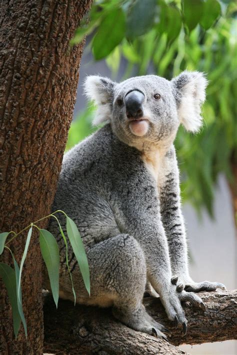 Pin By Lora Ashley On Animalsvariousbeautiful Cute Koala Bear