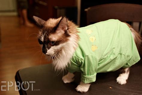 Daily paws celebrates all animals and brings you the latest pet information, news, and inspiration to help your dog or cat live their best life. EPBOT: Quick & Easy DIY Cat Onesie (For Over-Grooming Kitties)