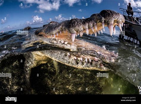 American Crocodile Banco Chinchorro Mexico Stock Photo Alamy