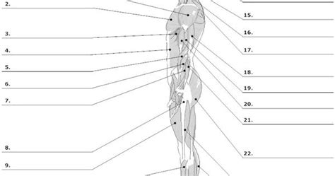 Leg Muscle Diagram 6 Best Printable Worksheets Muscle Anatomy Images
