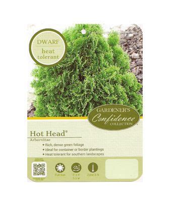 It has a beautiful dark green color, it grows very dense, it's a medium fast grower. Hot Head® | Gardeners Confidence Collection®