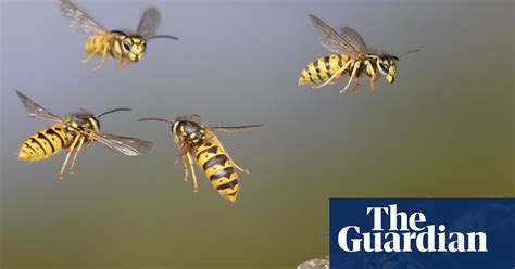 Stinging Wasps Are Precious Not Pointless Say Scientists Insects