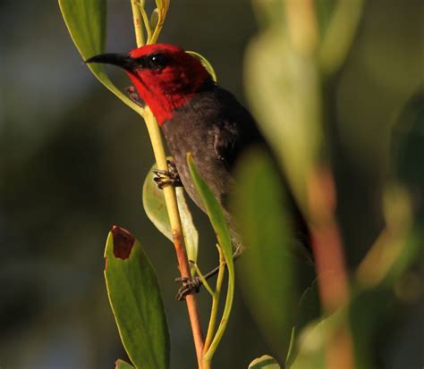 Richard Warings Birds Of Australia Honeyeaters From The Top End