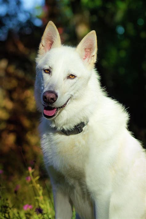 White Shepherd In The Sunlight Photograph By Tyra Obryant