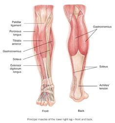 Ensure you remain upright, and your front knee stay above the front foot. Anatomy of the Lower Leg | Doctor Stock | Lower leg, Leg anatomy, Legs