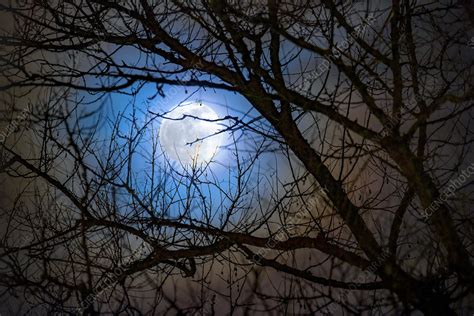 Full Moon Through Tree Branches Stock Image C0460134 Science
