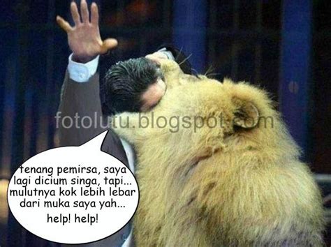 Pin oleh harum nugroho di sapi cow kerbau buffalow dan banteng bull. Kumpulan Foto Lucu: Dicium Singa