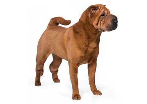 The Chinese Shar Pei Price Guide With Calculator Petbudget