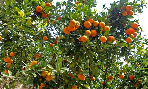 Mandarin Tree Care Growing Mandarins At Home Epic Gardening