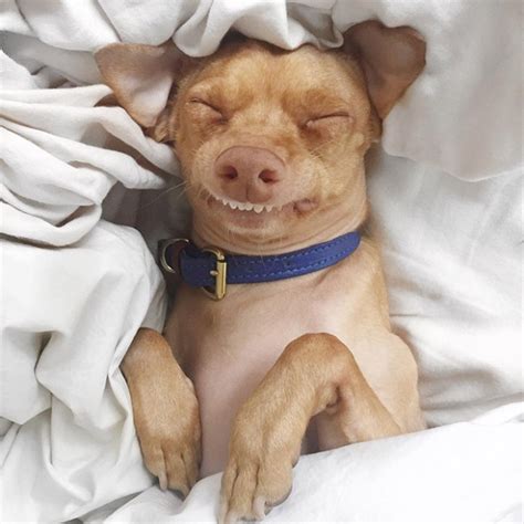 Braces use metal brackets and wires to realign teeth over a period of six to eighteen months. Tuna Is A Cute Dog With an Overbite (20 pics)