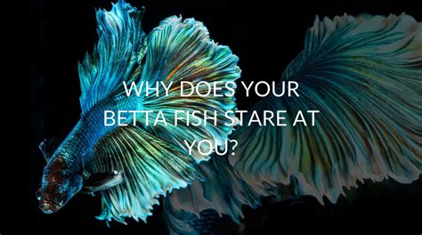 8 Reasons Your Betta Fish Stare At You Betta Care Fish Guide