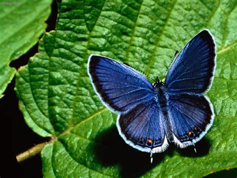 With its wings folded, the butterfly is smaller than a us nickel (5cent) coin. Animals: Eastern Tailed Blue Butterfly, picture nr. 28863