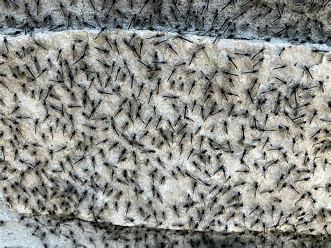 Millions Of Midges Are Making A Disgusting Mess At Our Favorite