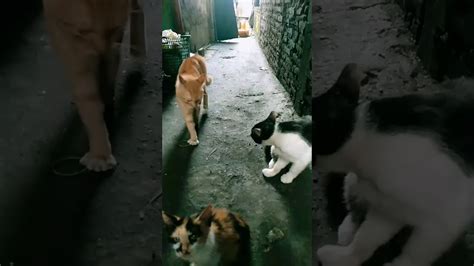 Kucing Garong Youtube