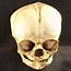 Skulls > Museum  Skull Shoppecom Seattle WA