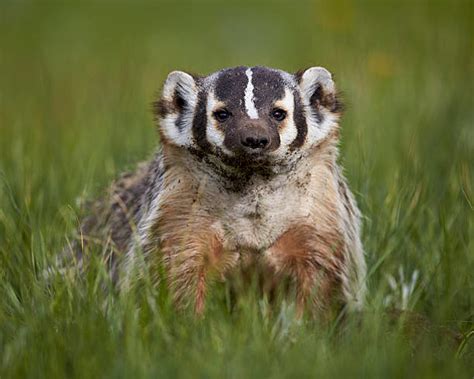 Have You Seen Any Happy Badgers Roaming Wild In Wyoming