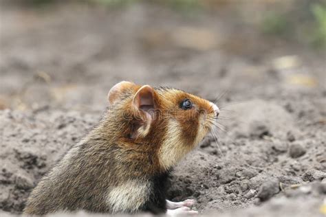 Field Hamster Profile Stock Image Image Of Animal Hand 47311093