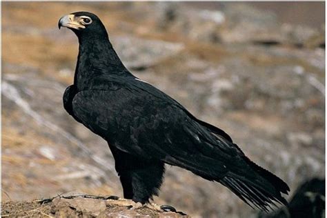 🌍 Austria Black Eagle Ictinaetus Malaiensis National Animal