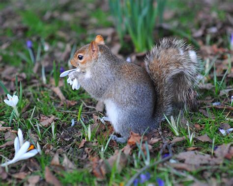Squirrel Eating Flowers Cheddarcheez Flickr