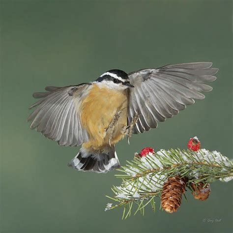 This Is An In Flight Image Of A Red Breasted Nuthatch Taken In The