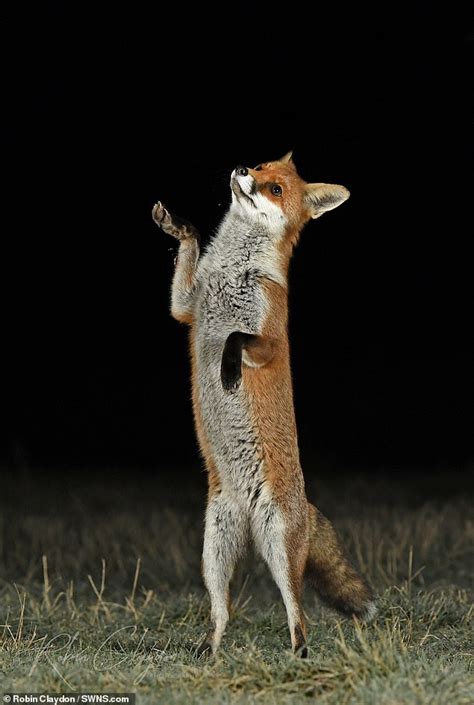 Lincolnshire Red Fox Stands On Hind Legs To Show Off Its Dancing Skills