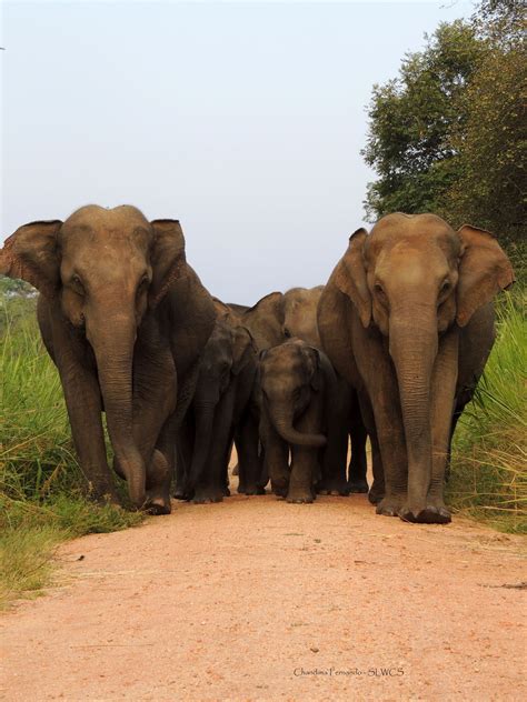 Sri Lanka Wild Elephant Conservation The Mighty Roar