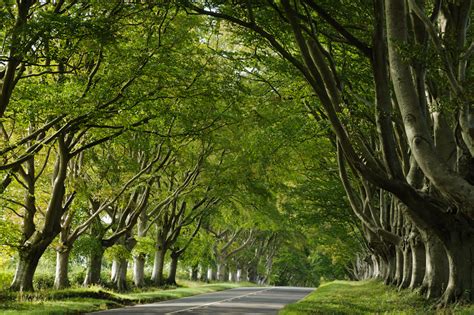 Kingston Lacy Beech Avenue Something Of A Classic Location Flickr