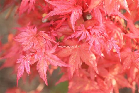 Picture And Description Of Acer Palmatum Johnnies Pink