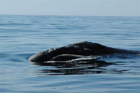 North Pacific Right Whale Marine Mammal Commission