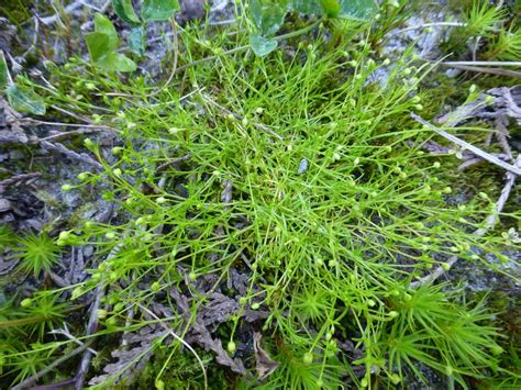 Birds Eye Pearlwort Sagina Procumbens Biodiversity Of The Central