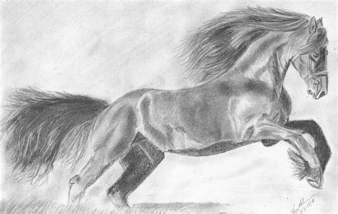 Wild Horse Drawing By Annie Godet