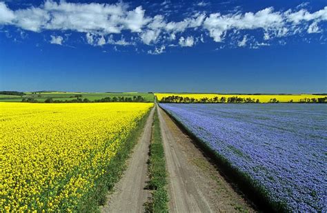 Road Through Flowering Flax And Canola By Dave Reede Scenery