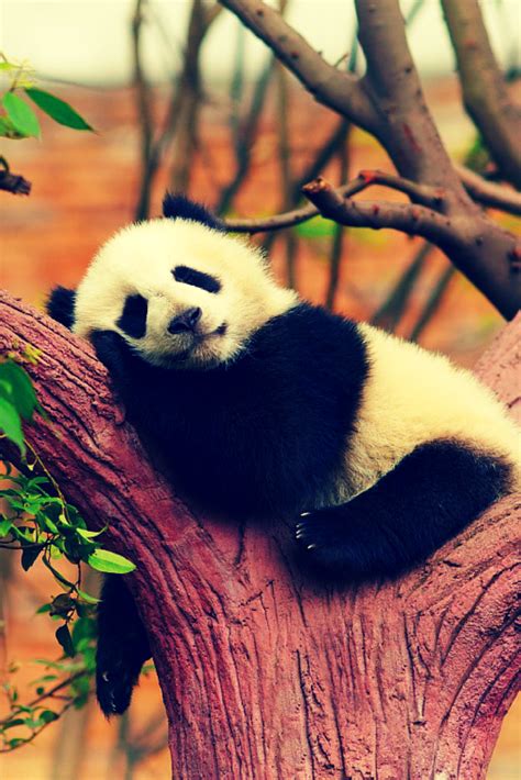 China Travel Guide Sleeping Animals Panda Facts Panda Bear