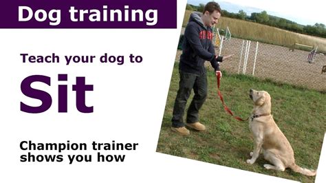 How To Teach Your Dog To Sit Expert Puppy Training Advice Youtube