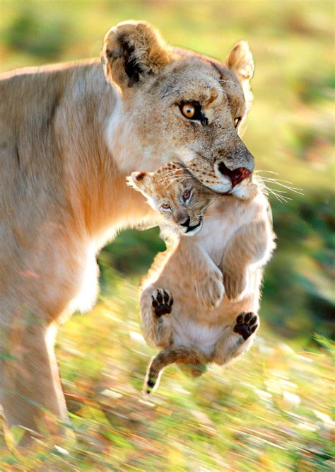 Lion Lioness Carrying Cub Postcard Authentic Cards Inc