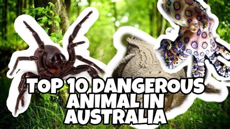 The 10 Most Dangerous Animals In Australia In 1 Terrifying