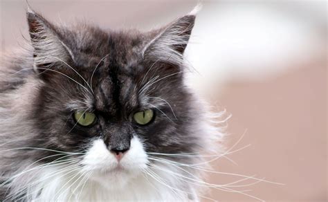 Male cats have the reputation of killing kittens, so some owners wonder if male cats get along with male kittens. Male vs. Female Maine Coons - MaineCoon.org