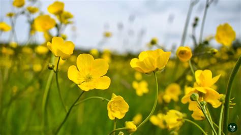 Buttercup Flower Meaning Myth And Symbolism