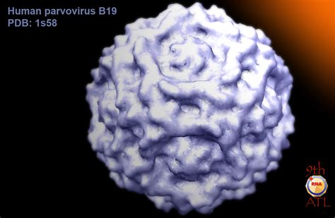 Virusworld Human Parvovirus B19