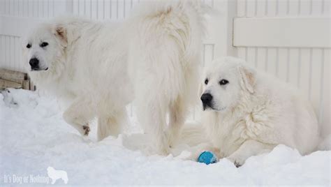 Great Pyrenees In The Snow Great Pyrenees Dog Heaven Dogs And Puppies