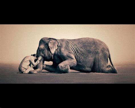 Pin By Ewa Giełgud On Ashes And Snow By Gregory Colbert Elephant